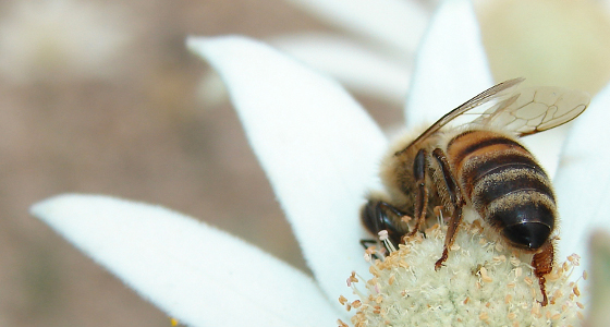 By Louise Docker from sydney, Australia (Bee on Flannel Flower) [CC-BY-2.0 (www.creativecommons.org/licenses/by/2.0)], via Wikimedia Commons